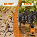 Fertilizante para frutas e bagas